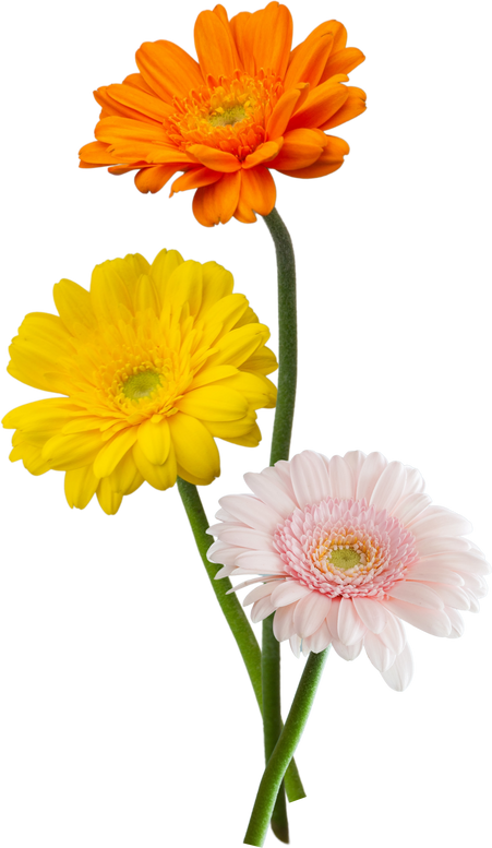 gerbera