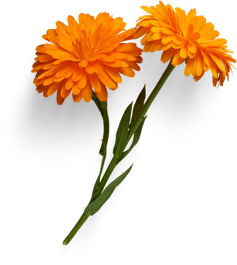 Orange Calendula flower